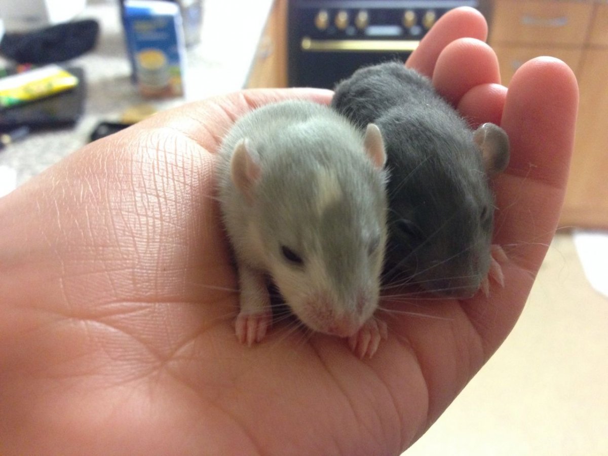 Хомяк Дамбо