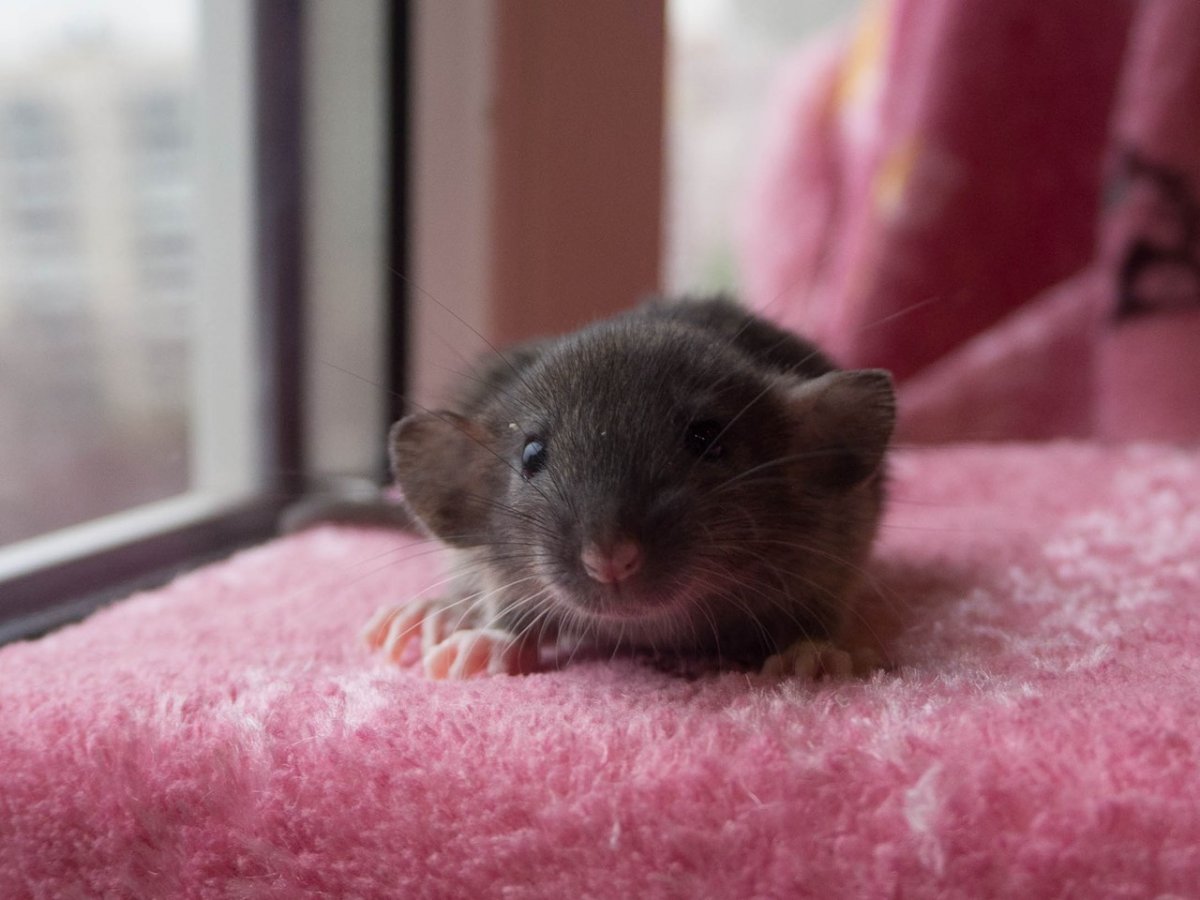 Крысята Дамбо