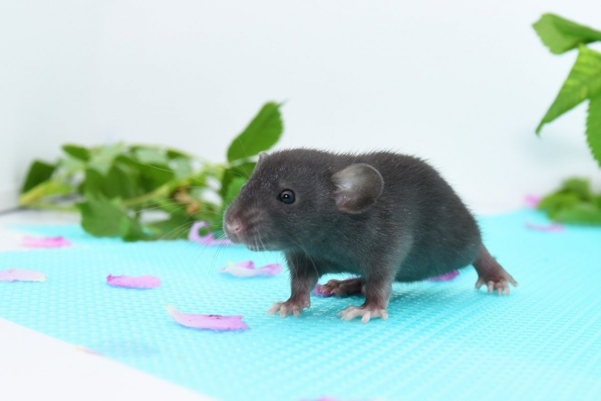 Крысята Дамбо