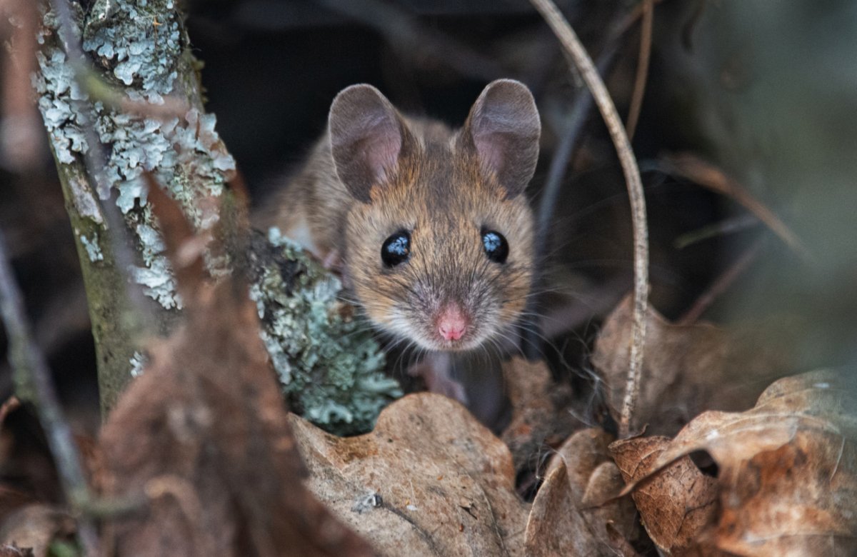 Крыса Дамбо Рататуй