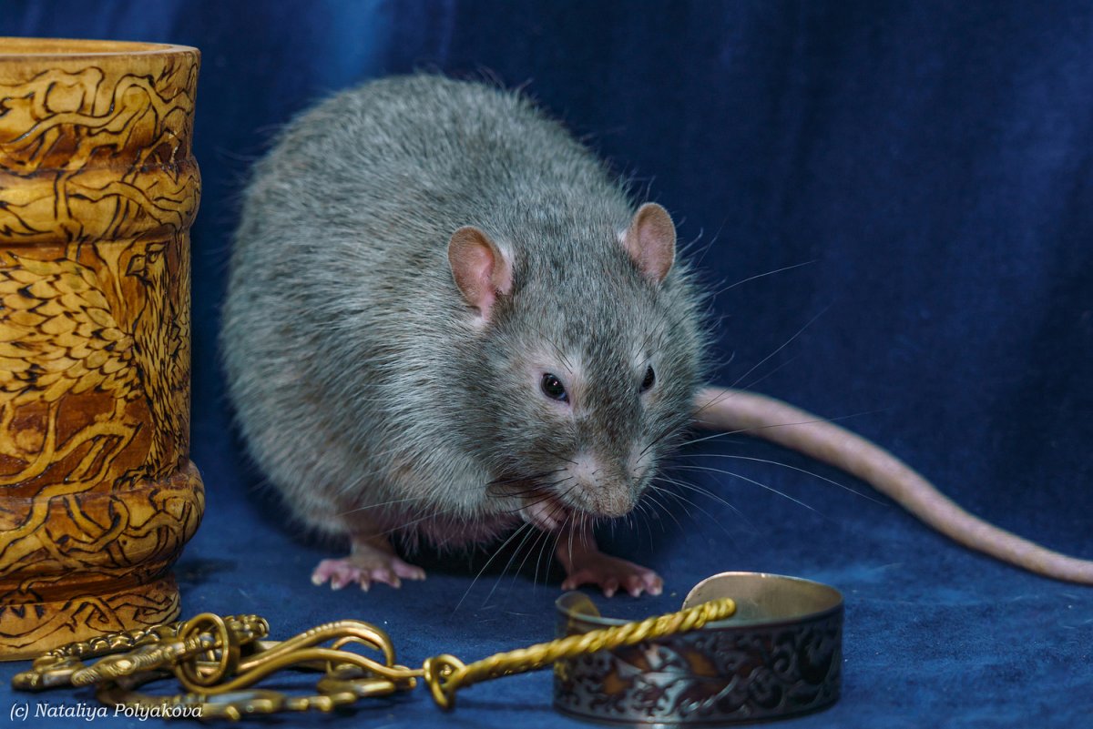 Грызун с остистой шерстью