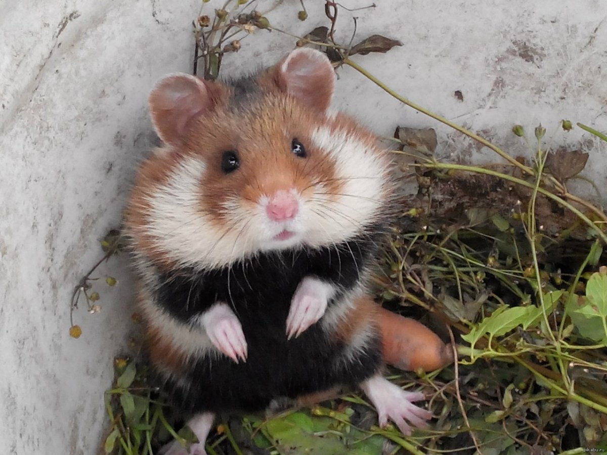 Дикий Лесной хомяк карбыш