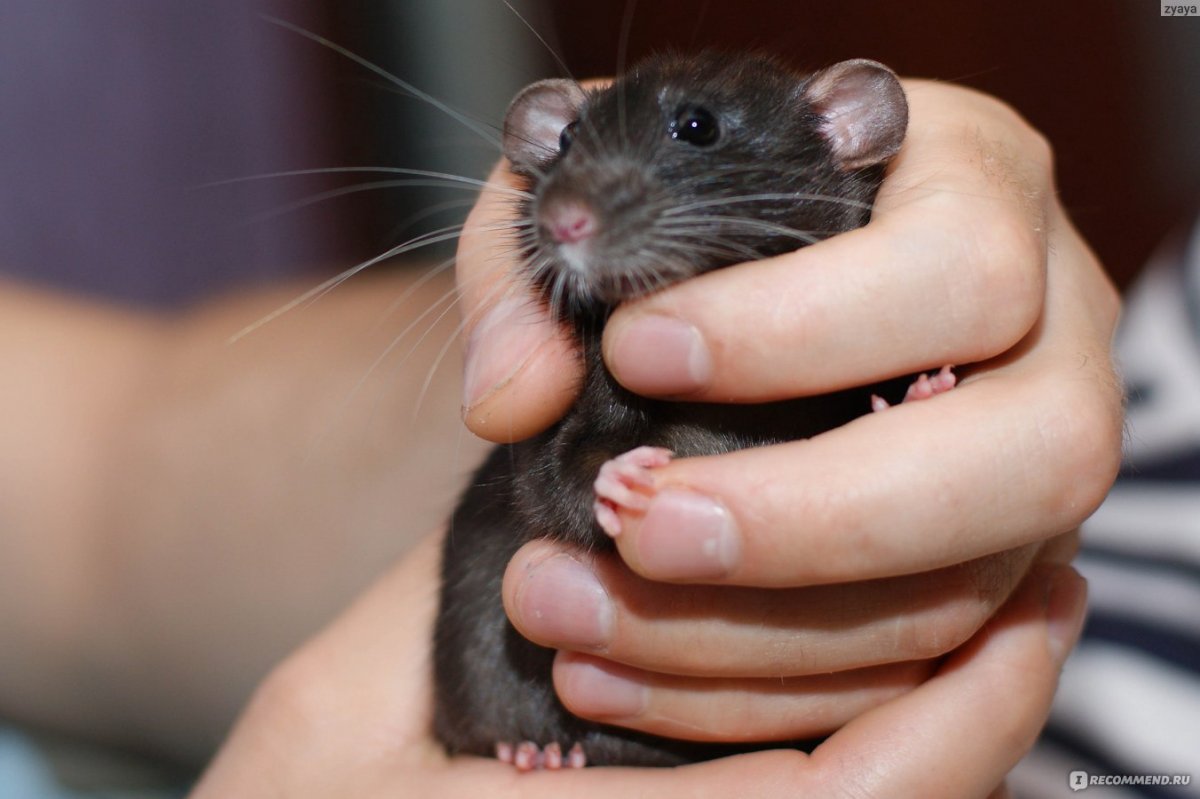 Сирийский хомяк пятнистый