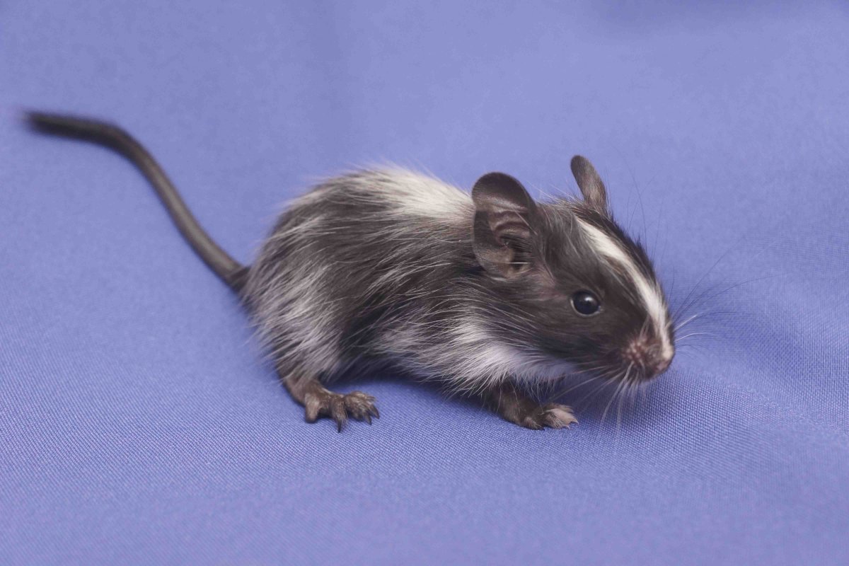 Самая красивая крыса в мире