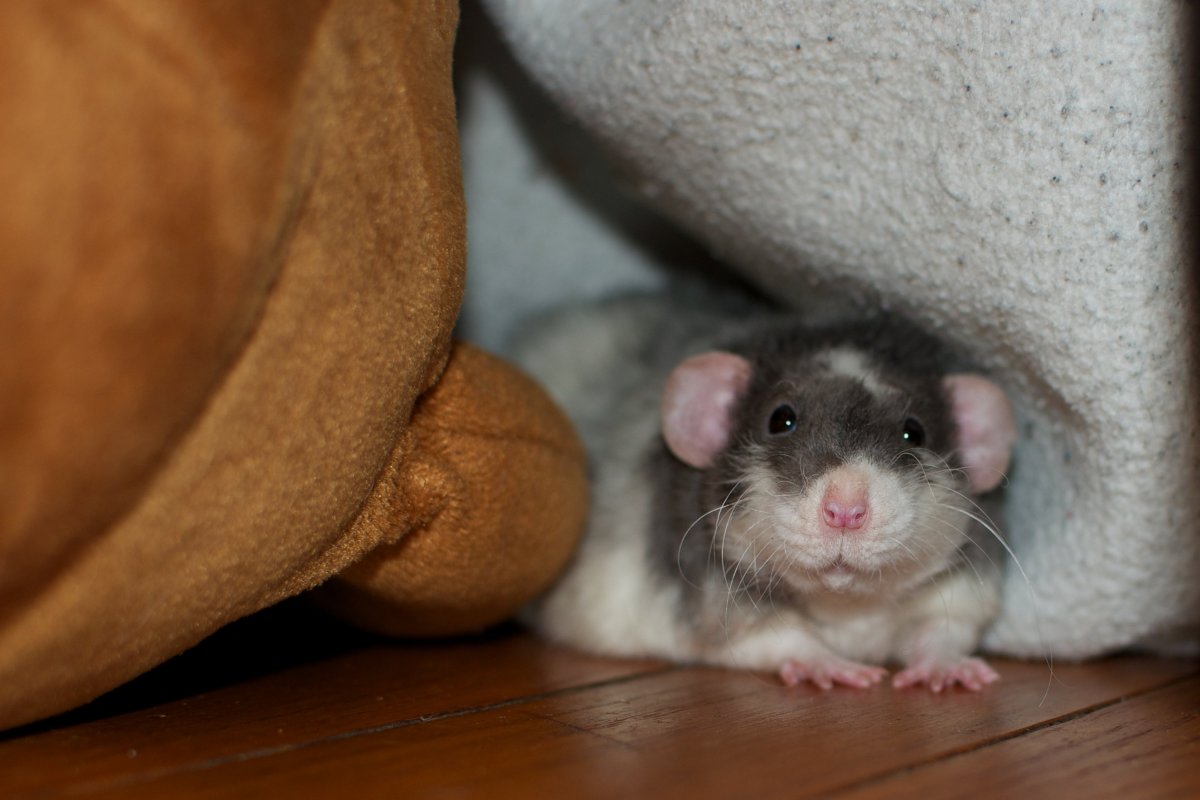 Крысята Дамбо голубая норка