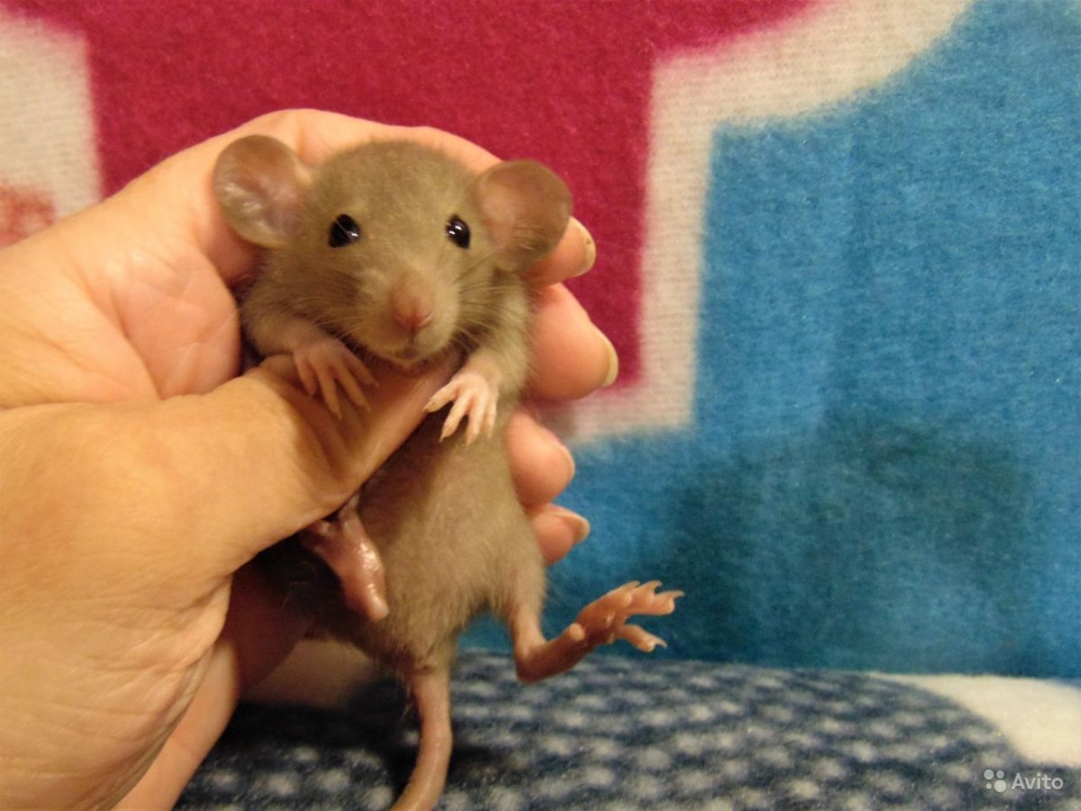 Крыса рекс белая