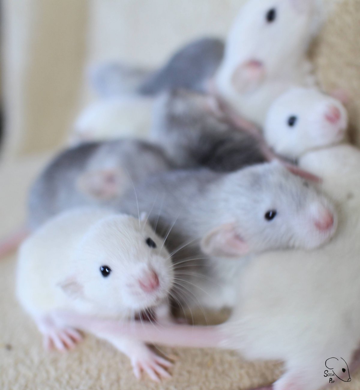 Крыса домашняя маленькая