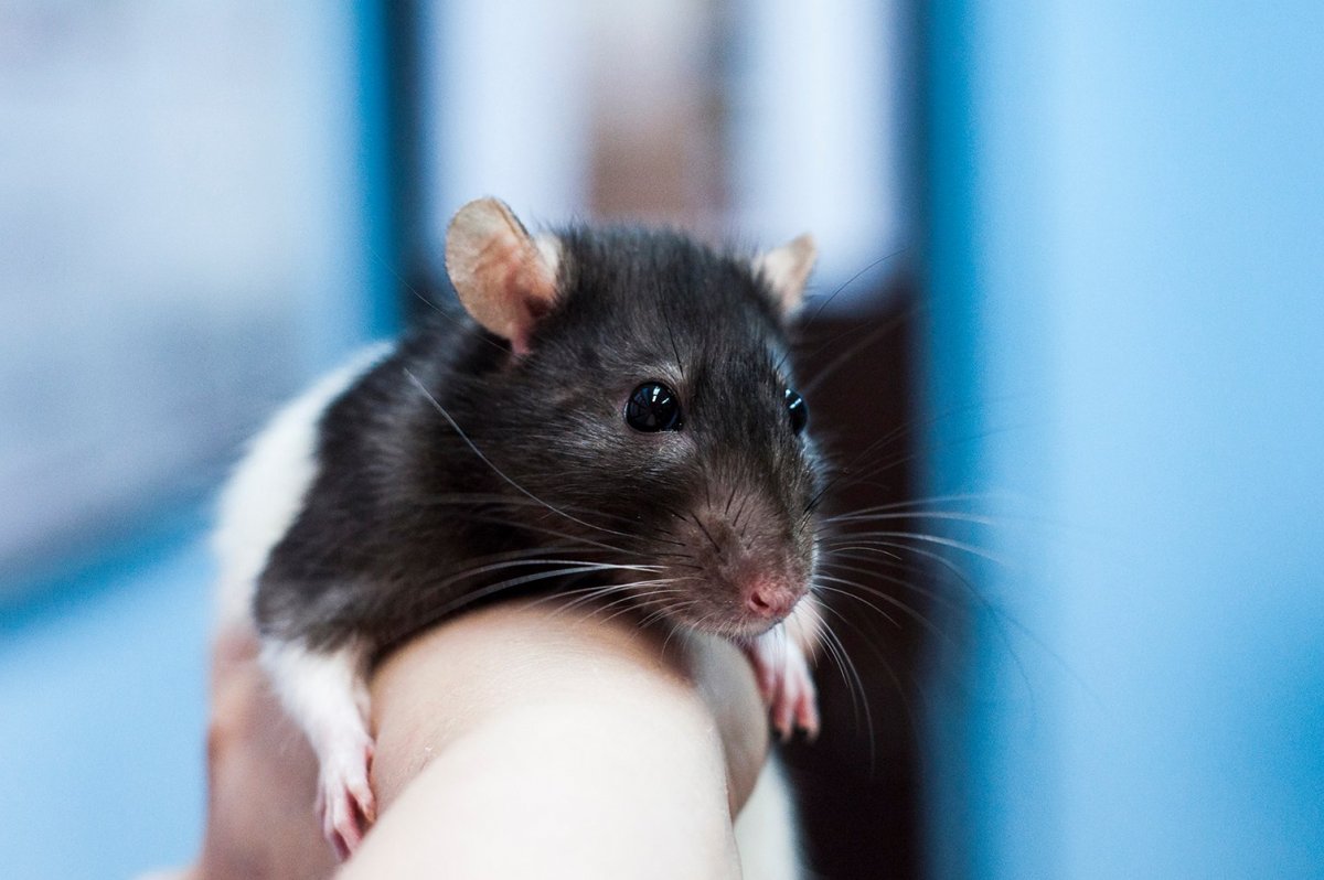 Авокадо крыса Дамбо