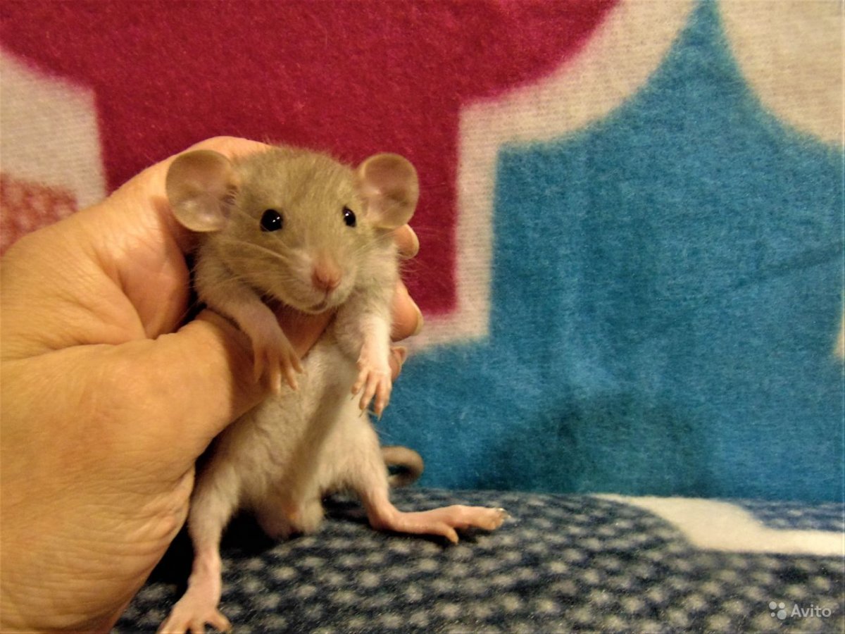 Крыса Дамбо рыжая