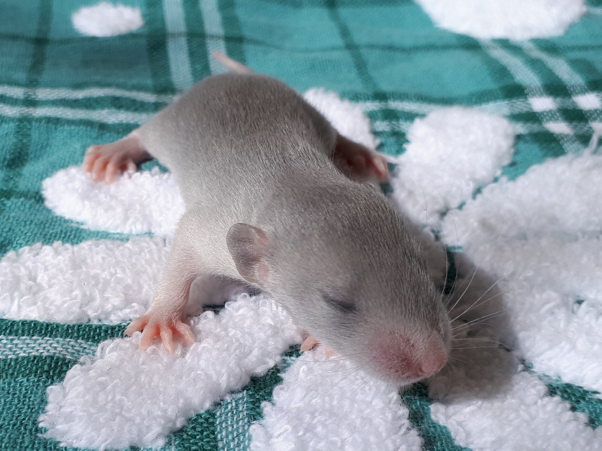 Крыса Дамбо белая