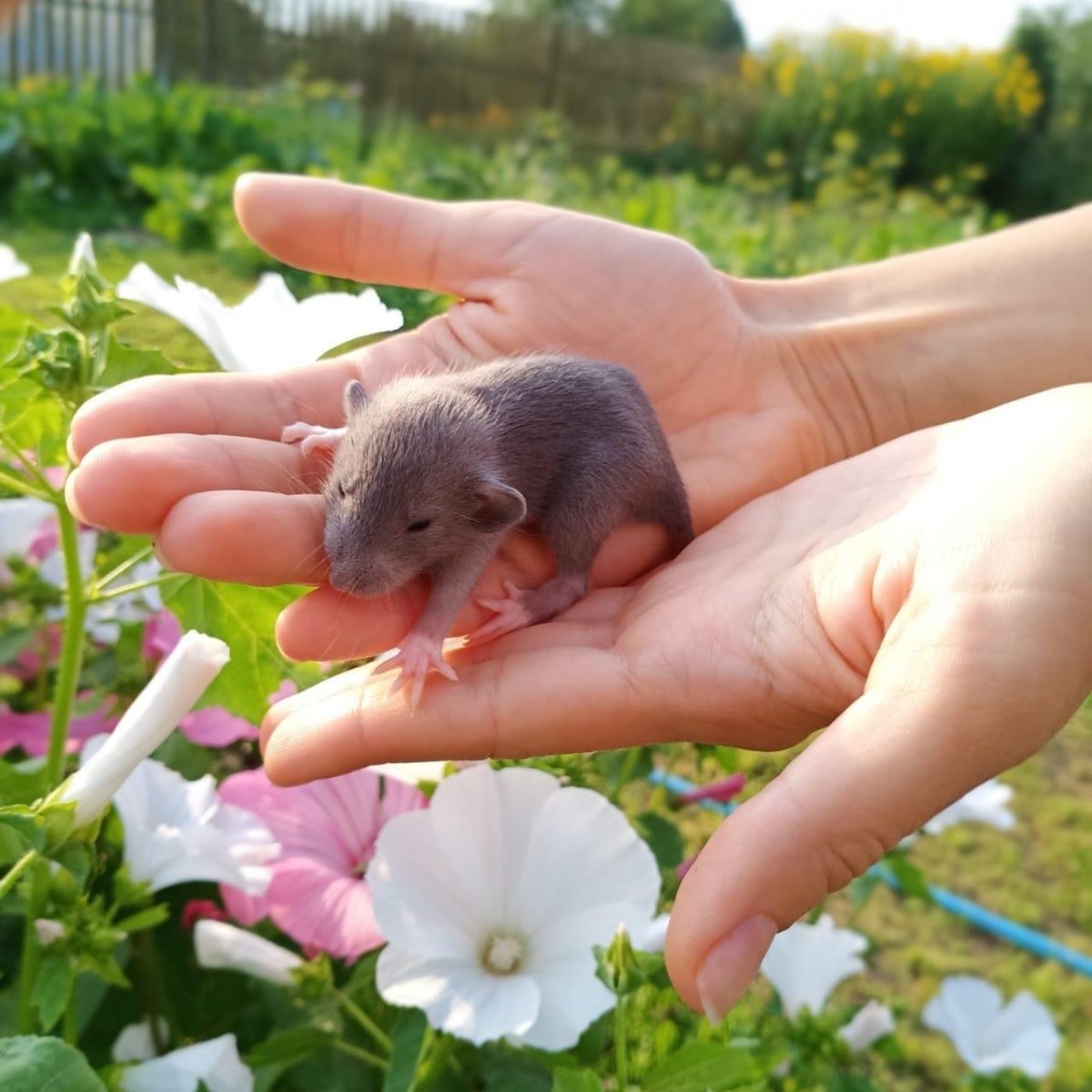 Рожденные крысята в сарае