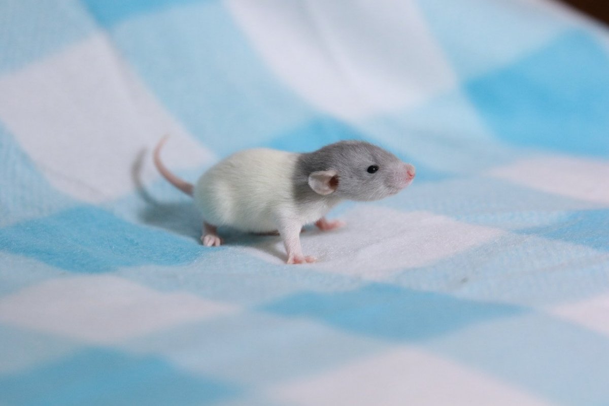 Сатиновая крыса Дамбо