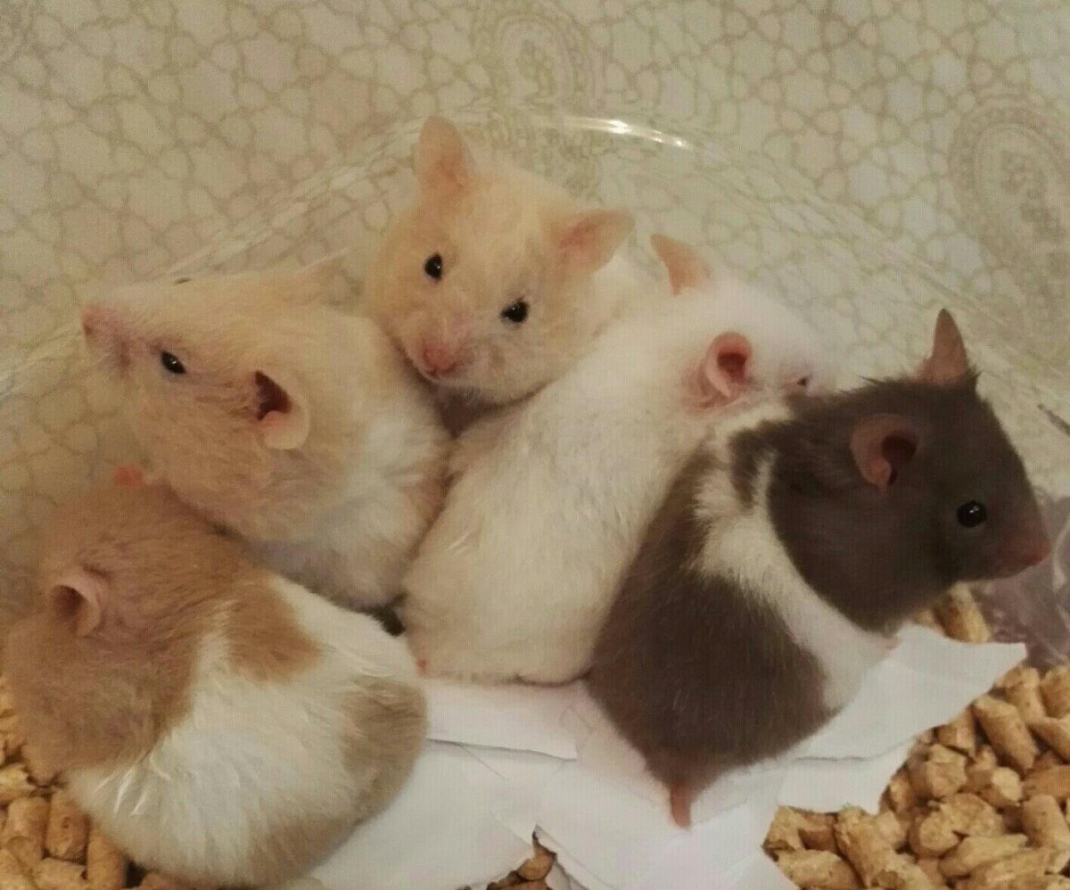 Сирийский хомяк белый