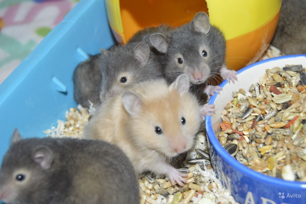 Сирийские хомячки малыши
