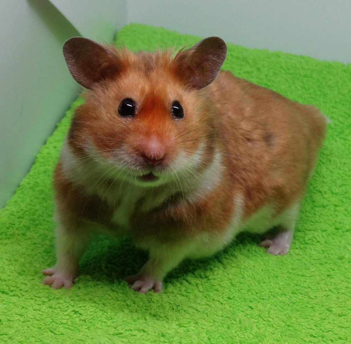 Сирийский хомяк рыжий