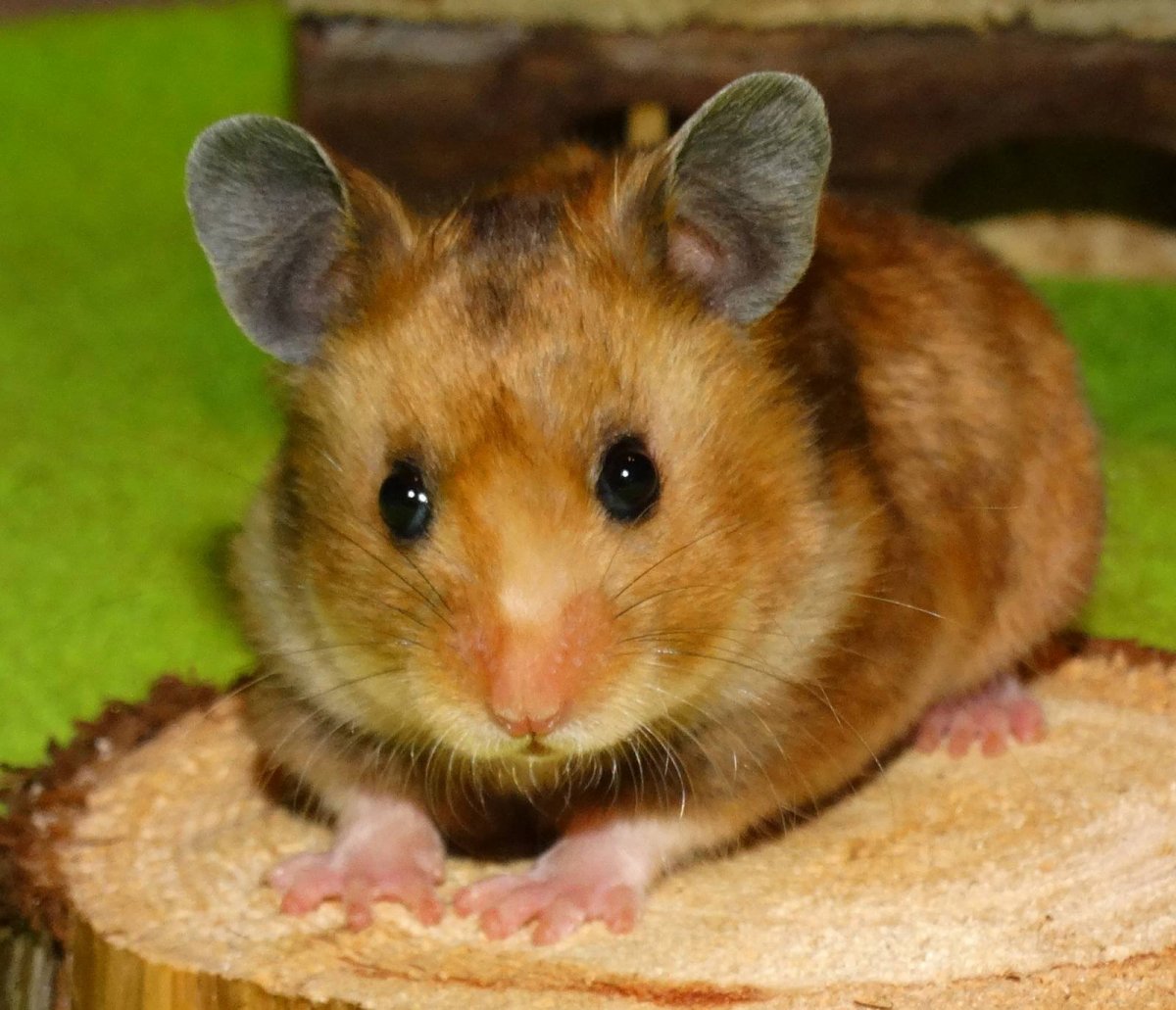Сирийский золотистый хомячок