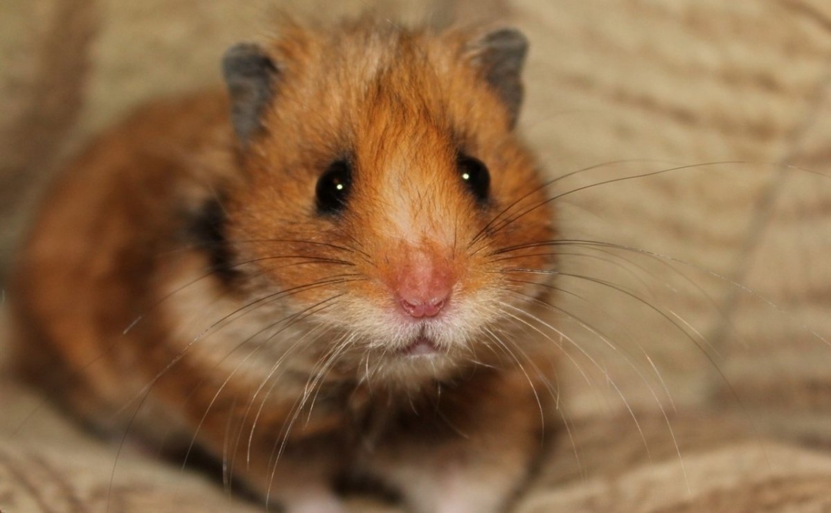 Сирийский хомяк гладкошерстный