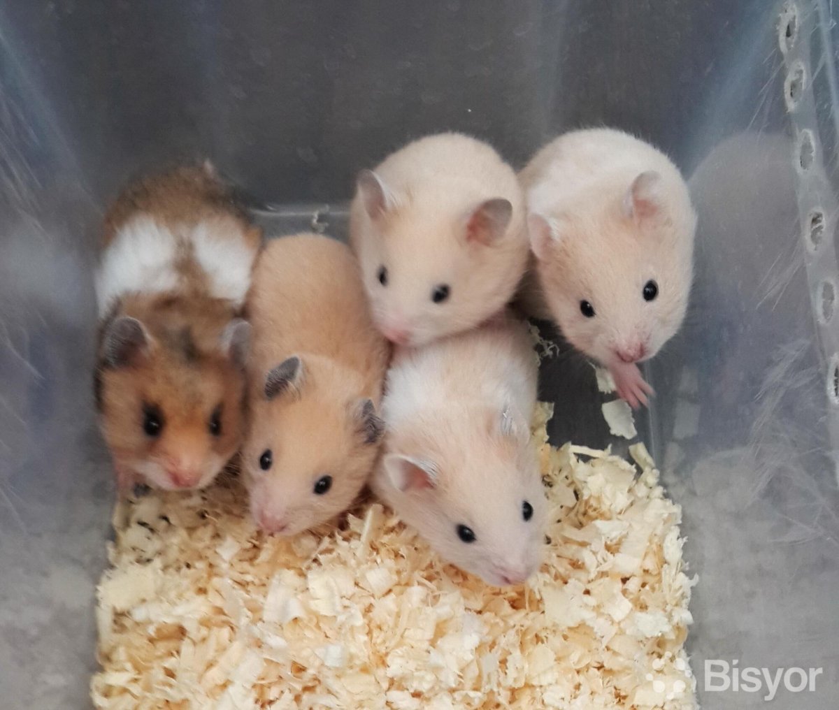 Сирийский хомяк гладкошерстный