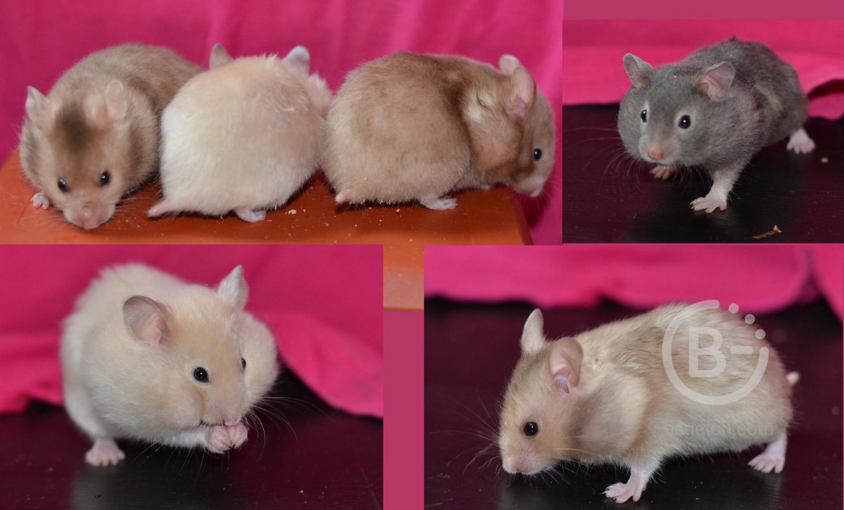 Сирийский хомяк золотистый