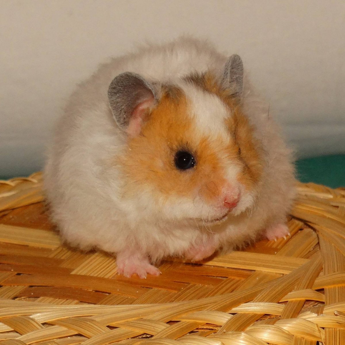 Сирийский хомяк гладкошерстный