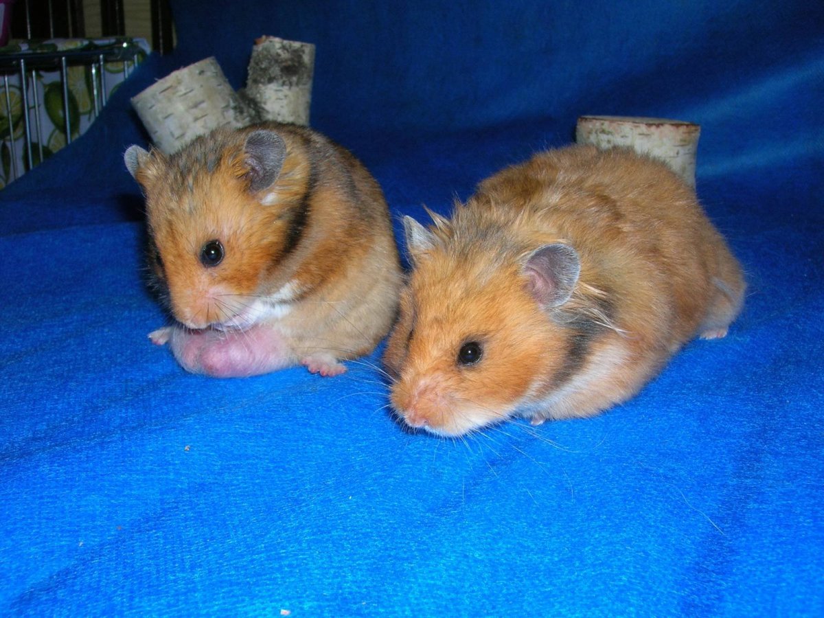 Сирийский хомяк короткошерстный