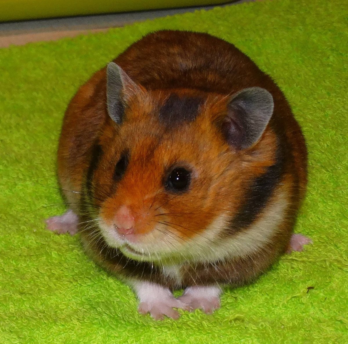 Хомяк джунгарский