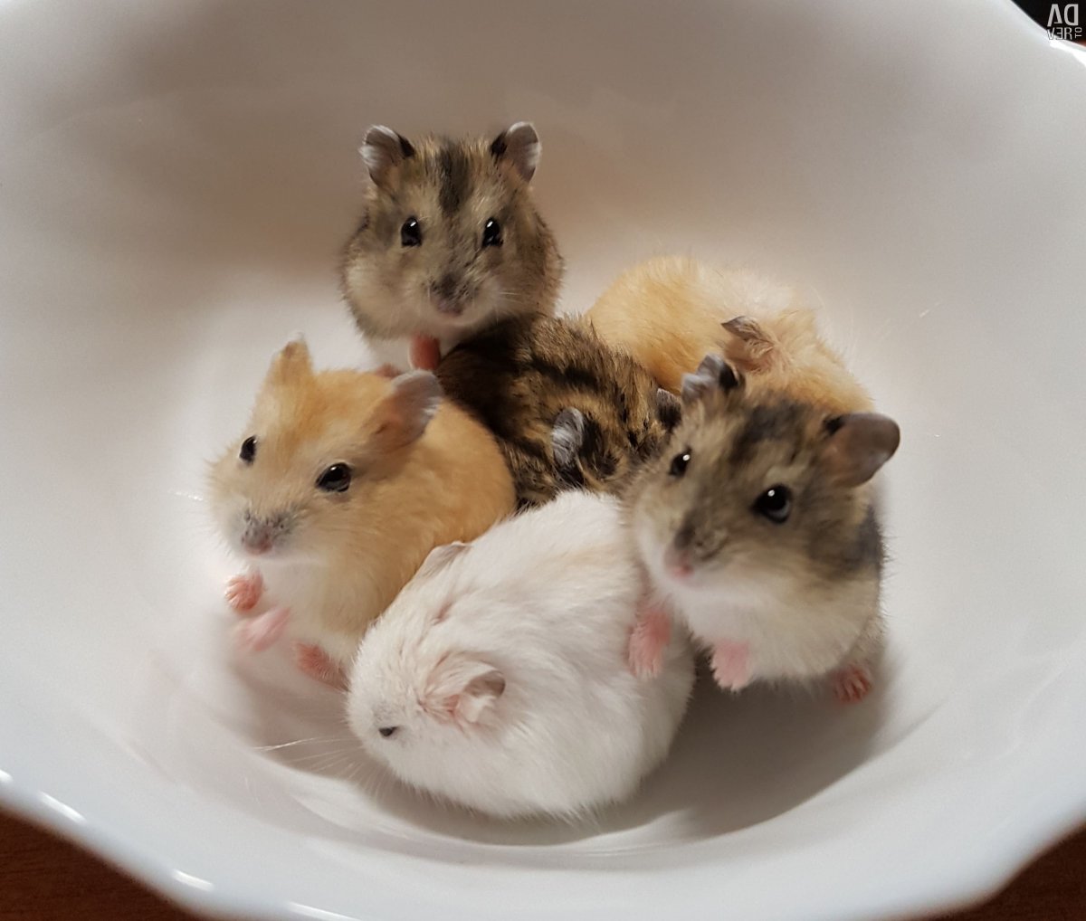 Джунгарский и сирийский хомяк