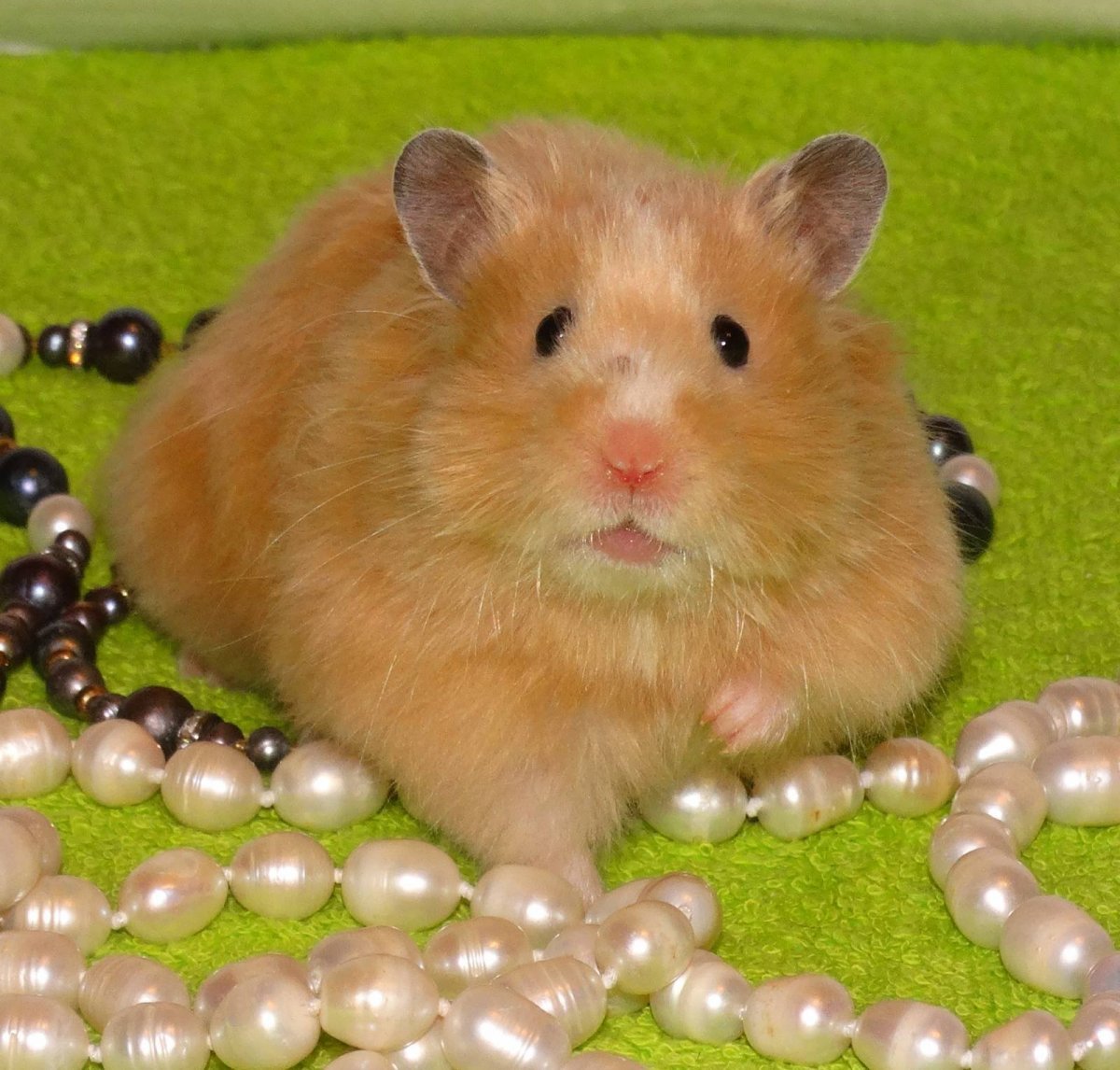 Сирийский хомяк расцветки