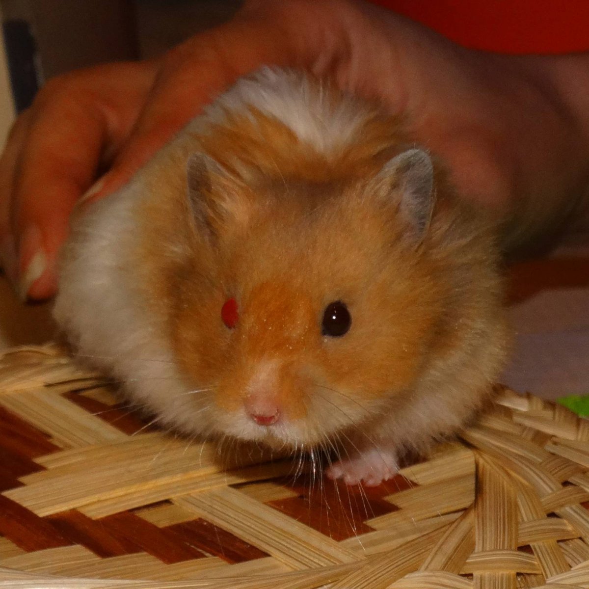 Сирийский хомячок