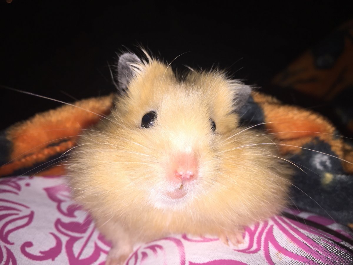 Порода хомяков песчанок