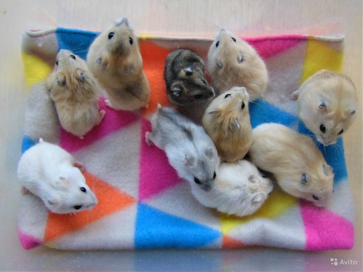 Мохноногие хомячки Кэмпбелла