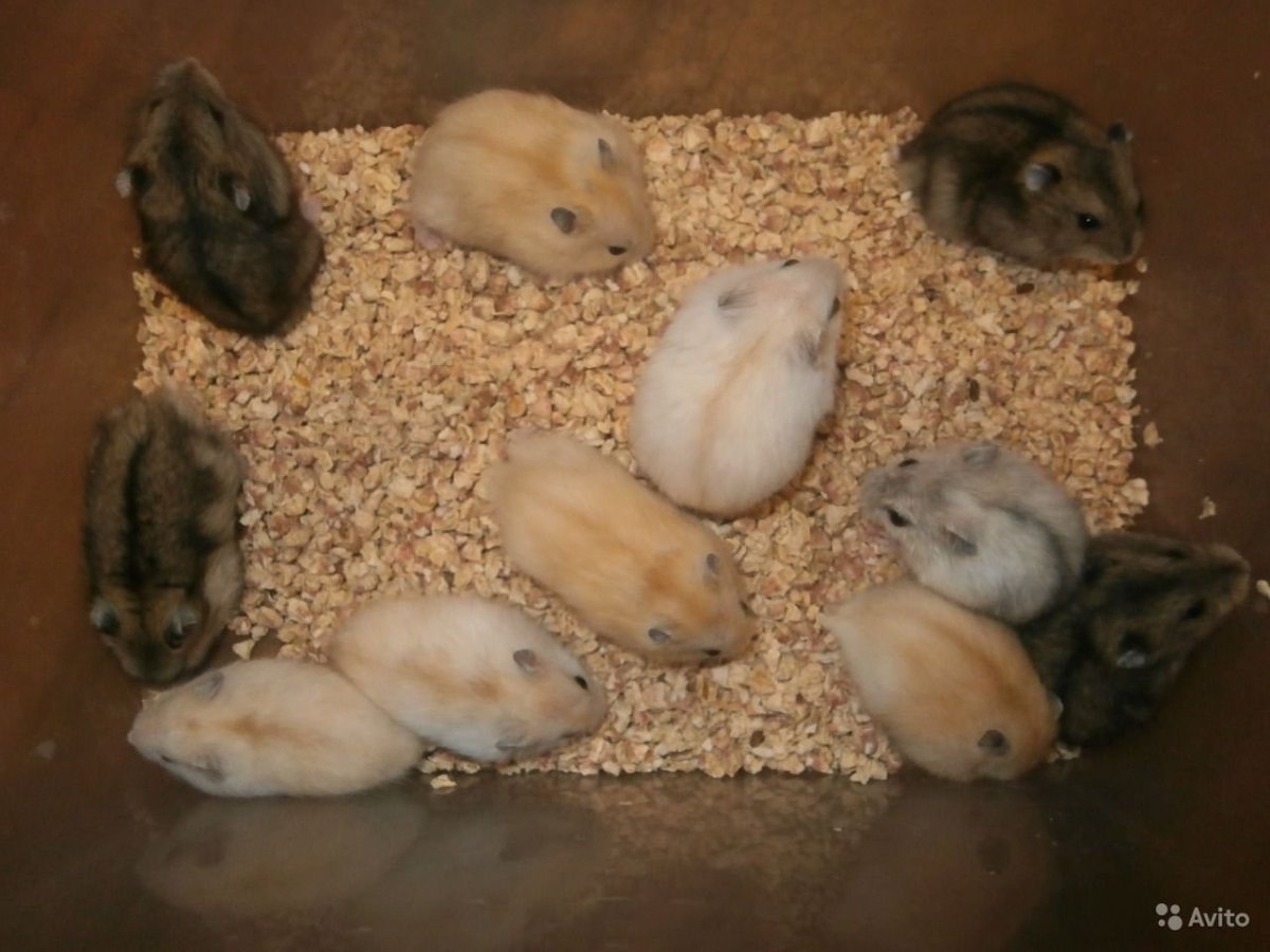 Хомяк джунгарский отряд