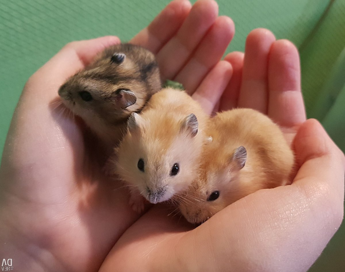 Джунгарский хомяк расцветки