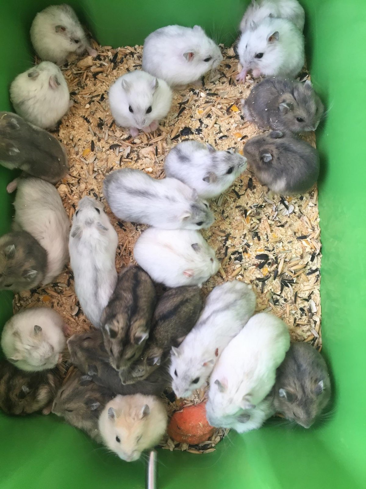 Джунгарский хомячок черный