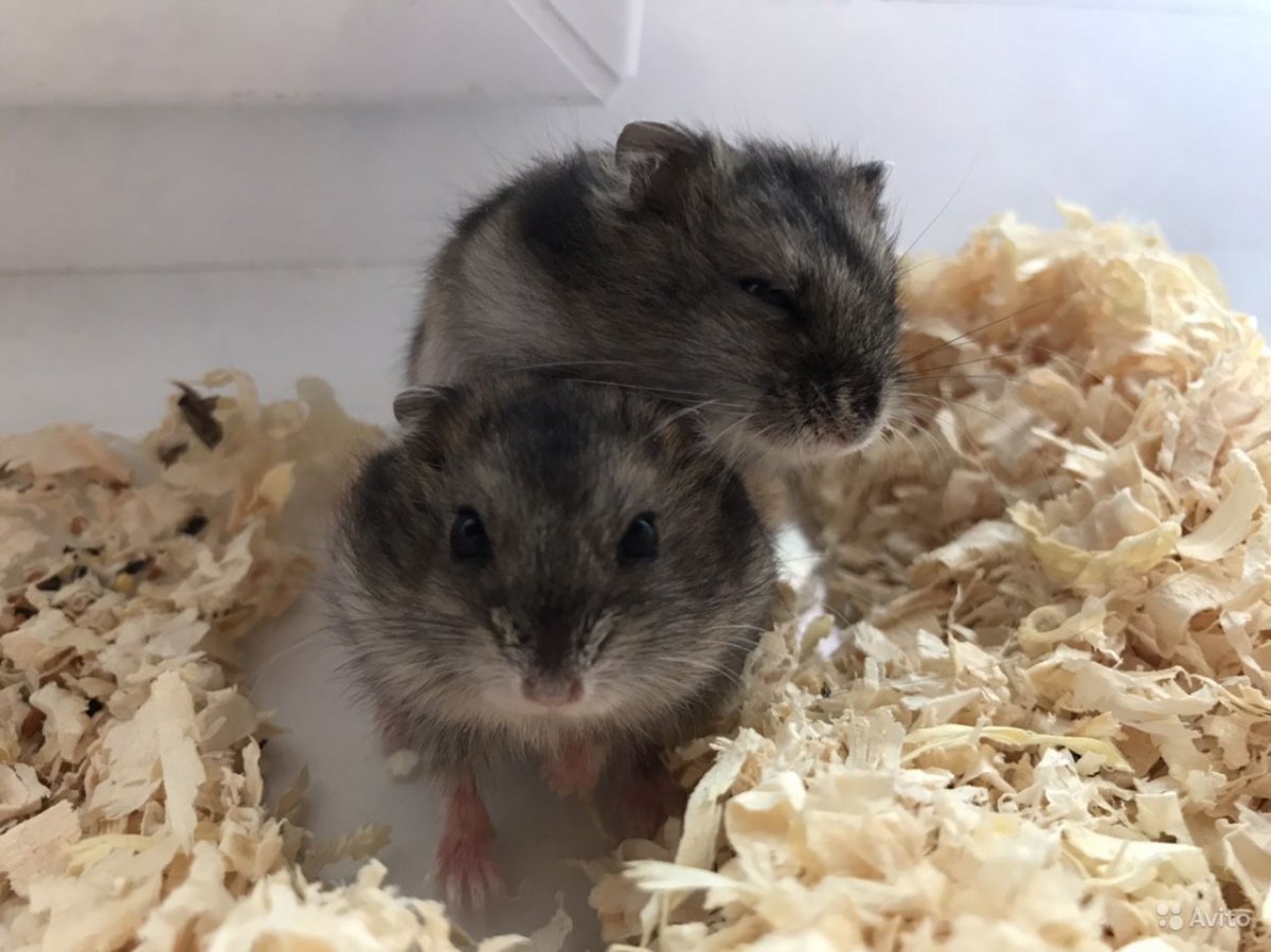 Карликовый хомяк джунгарский