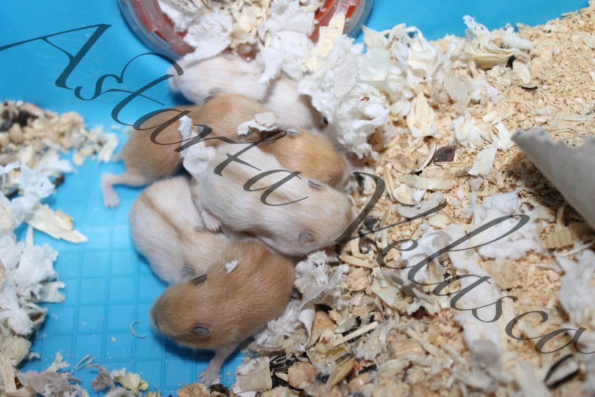 Хомячата джунгарских хомяков