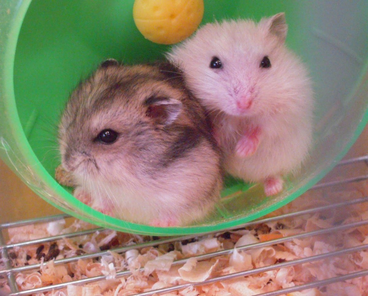 Хомяк джунгарский