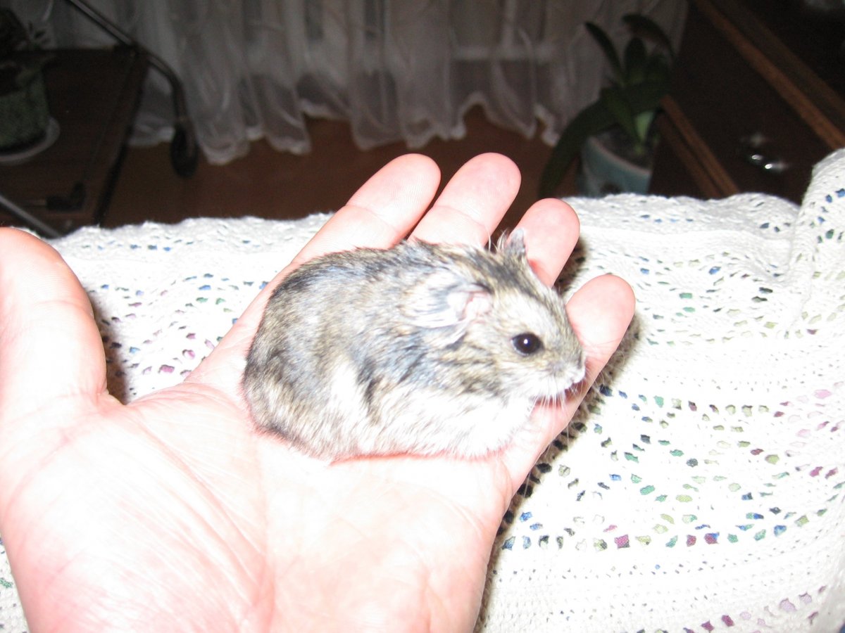 Хомяк джунгарский