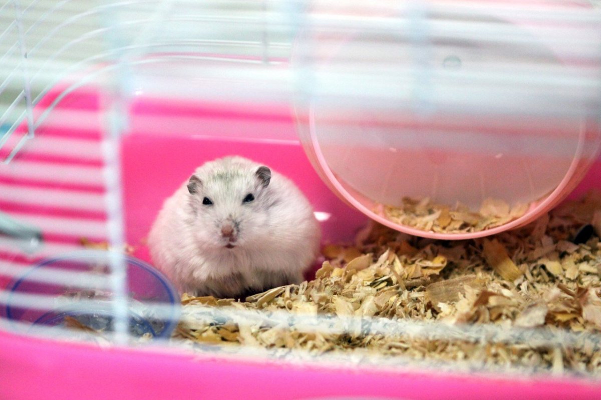 Джунгарский хомяк хаски