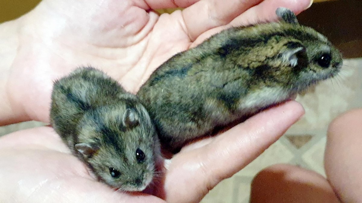 Джунгарский хомяк окрас мандарин