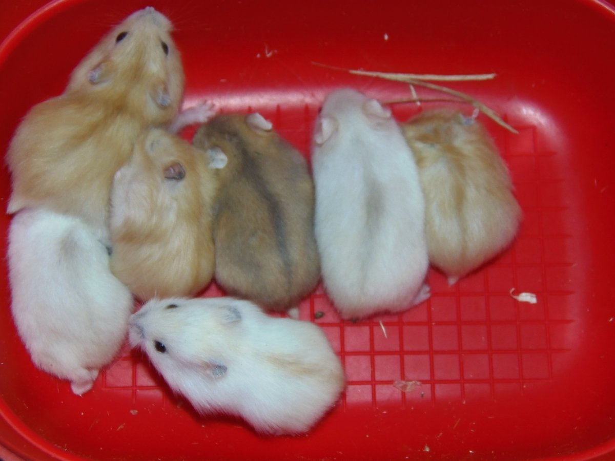 Джунгарики уход