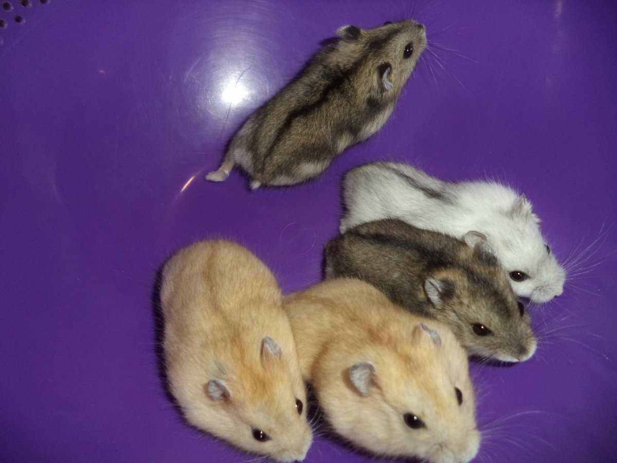 Джунгарский хомяк взрослый фото