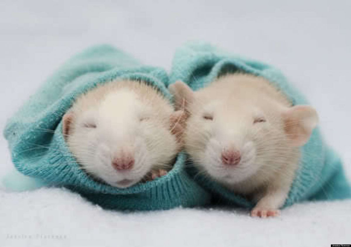 Милые Грызуны