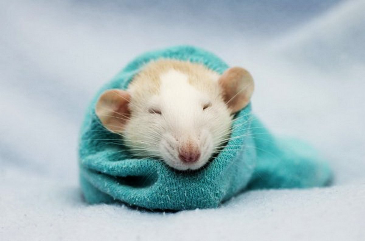 Милая крыса