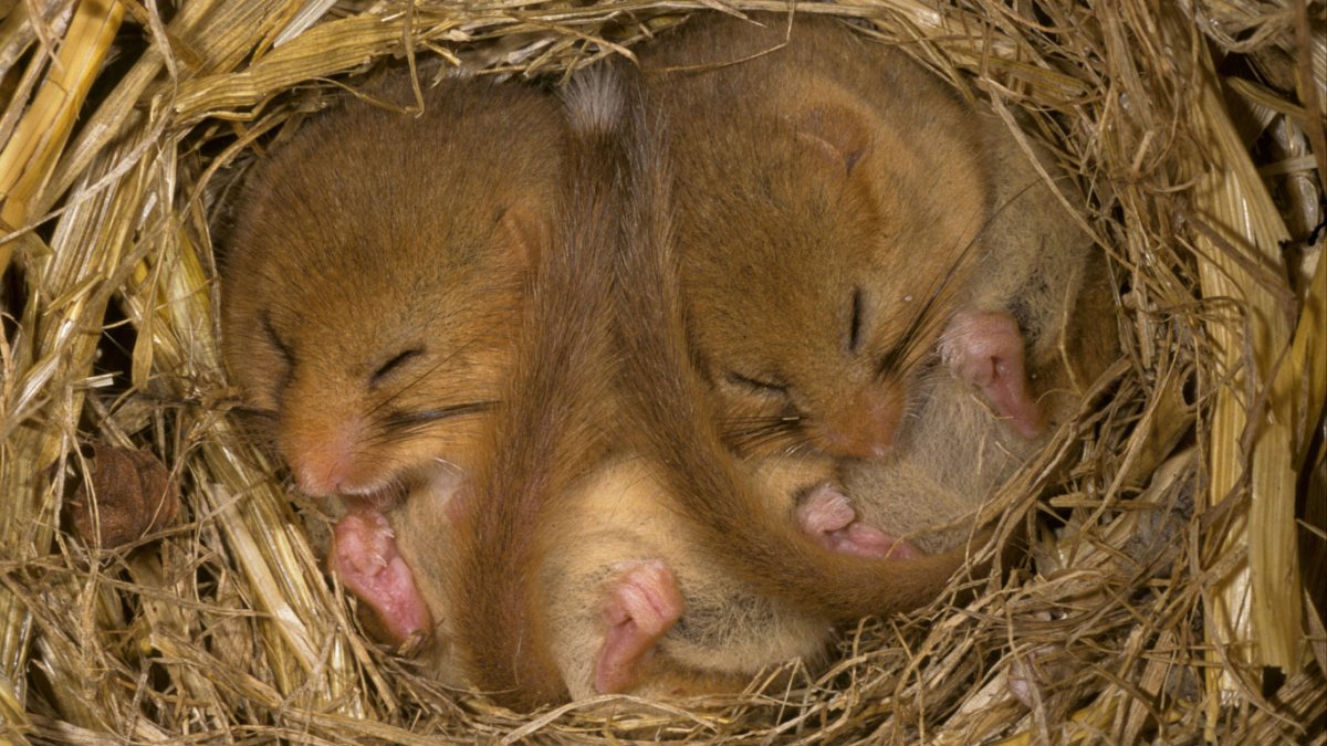 Испуганная крыса