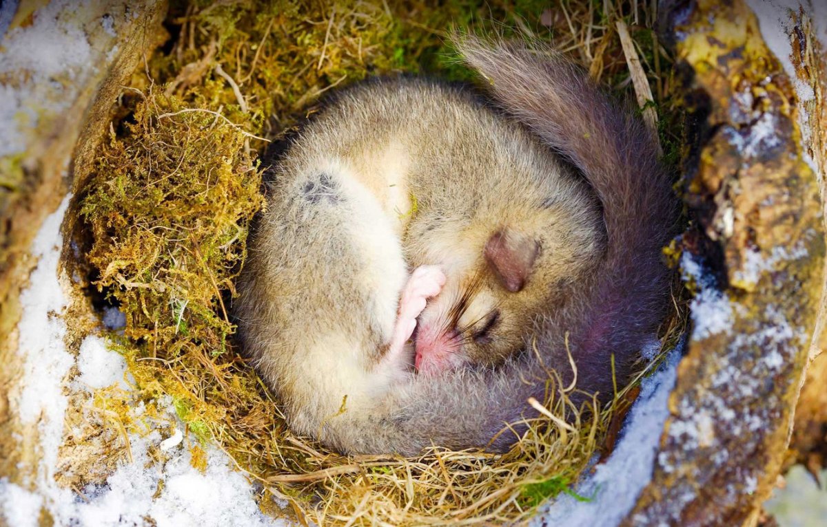 Орешниковая Соня