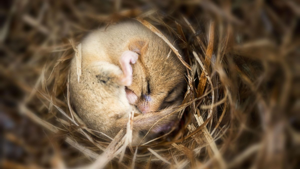 Камышовая Соня