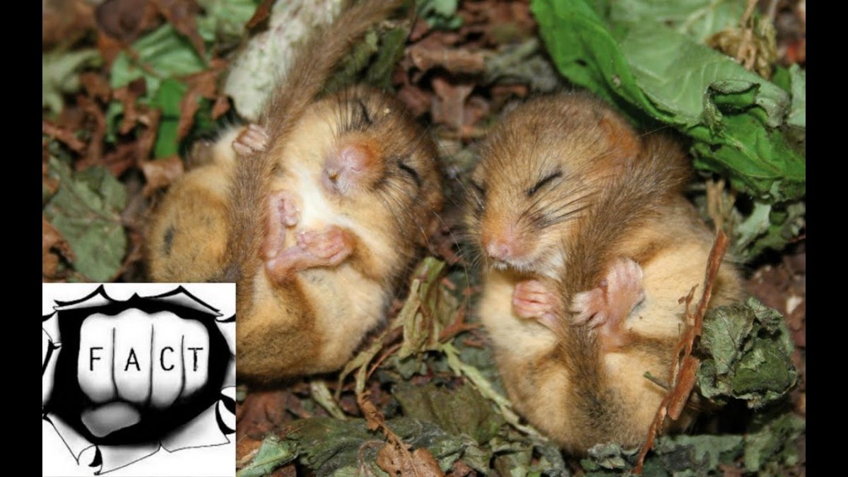 Милая мышка спит