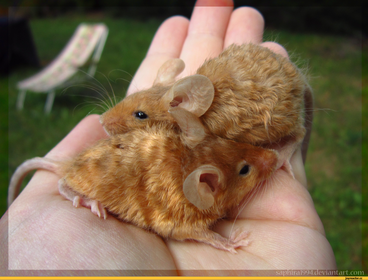 Декоративная крыса Дамбо рекс