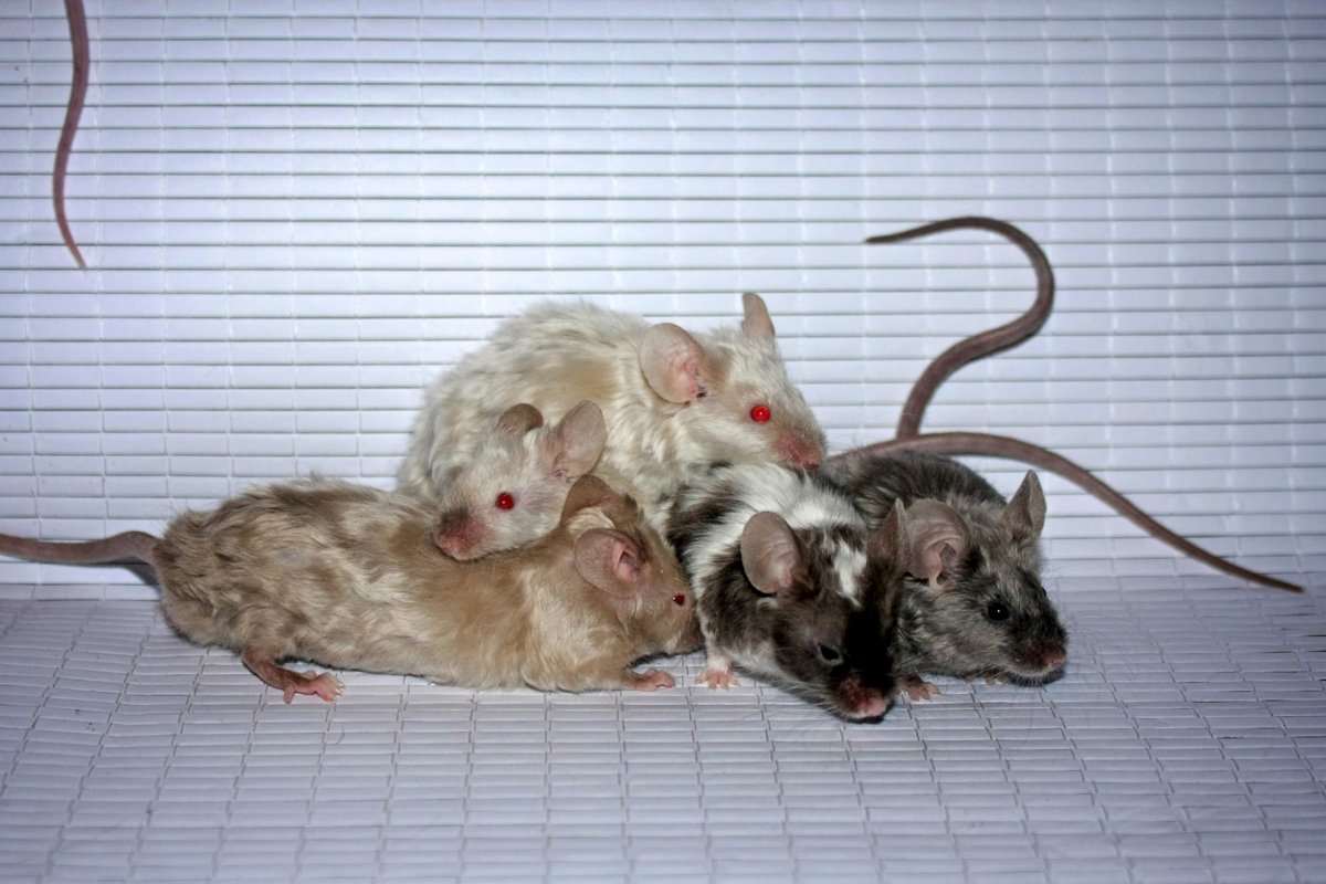 Мыши астрексы